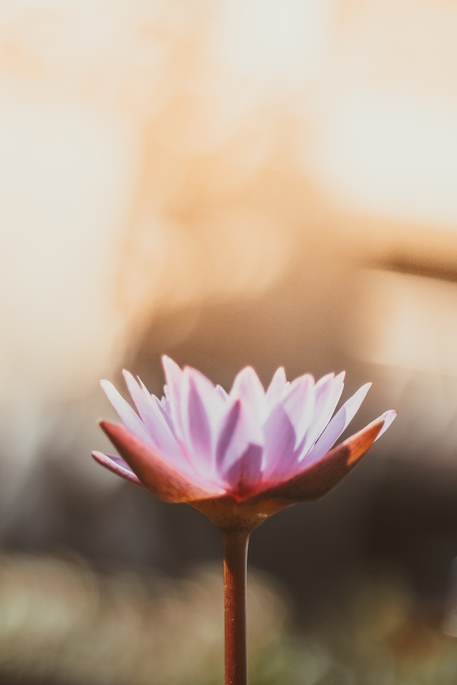 Lotusblüte